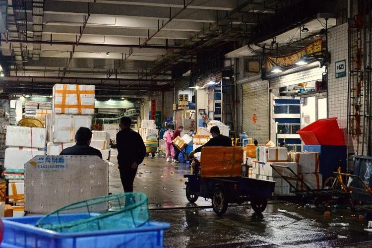 深圳龍魚批發在哪里買好