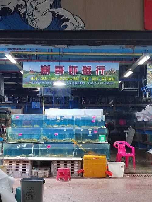 深圳龍魚批發在哪里買好