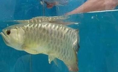 出售金龍魚(yú)觀賞魚(yú)的平臺(tái)：出售金龍魚(yú)觀賞魚(yú)平臺(tái)