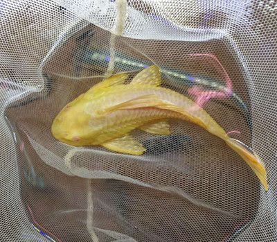 成都龍魚市場：成都市有幾個龍魚市場