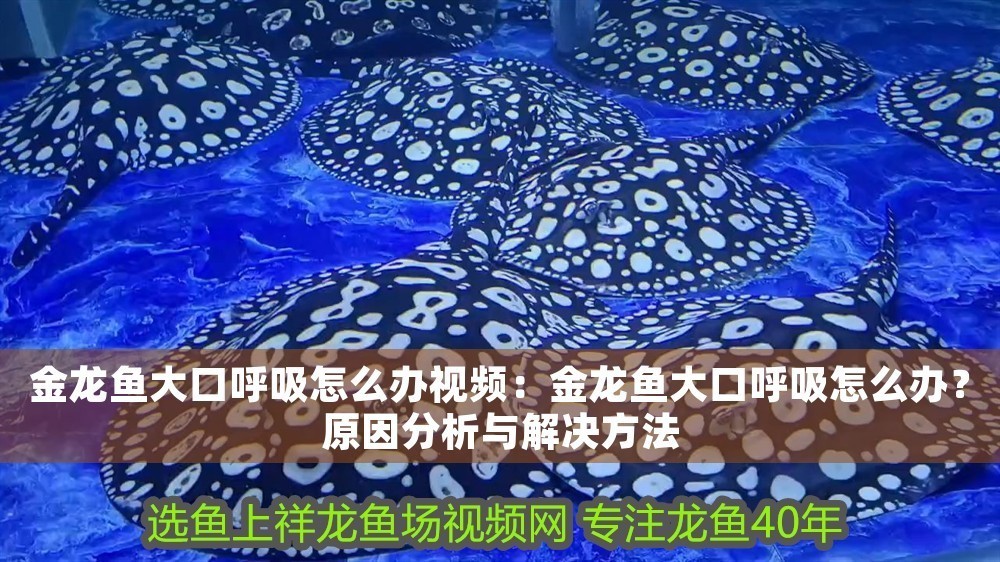 金龍魚大口呼吸怎么辦視頻：金龍魚大口呼吸怎么辦？原因分析與解決方法