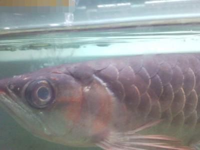 斑馬狗頭魚(yú)可以跟龍魚(yú)混養(yǎng)嗎：斑馬狗頭可以和龍魚(yú)混養(yǎng)嗎