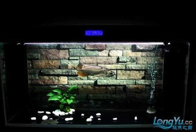 養(yǎng)龍魚用什么底色好