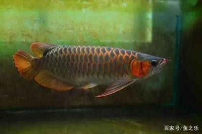 養(yǎng)龍魚用什么底色好