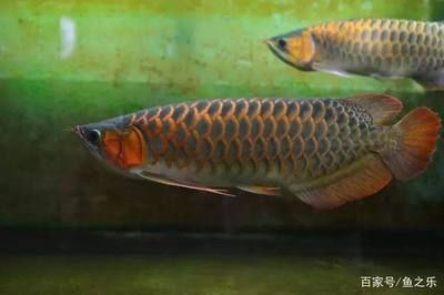 養(yǎng)龍魚用什么底色好