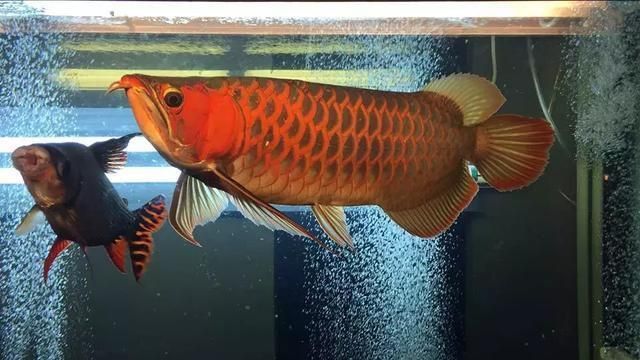 紅龍開燈的科學原理