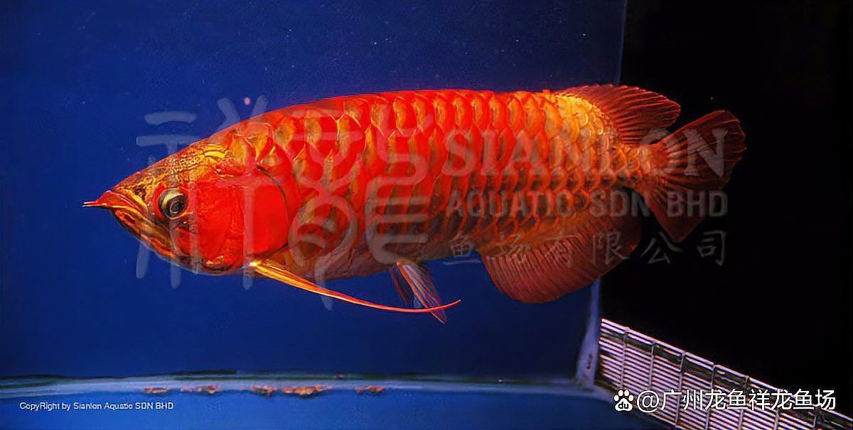 紅龍開燈的科學原理