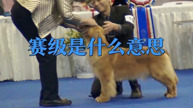 賽級犬一般比哪些項(xiàng)目