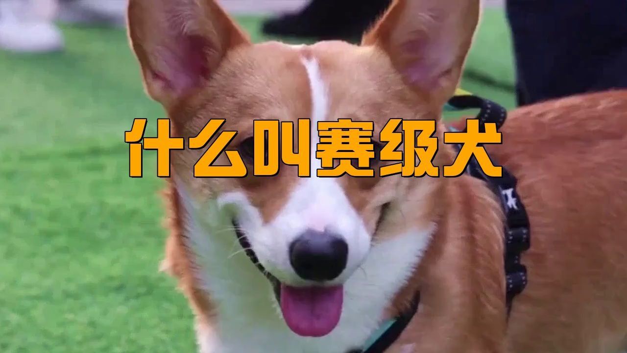 賽級犬一般比哪些項(xiàng)目