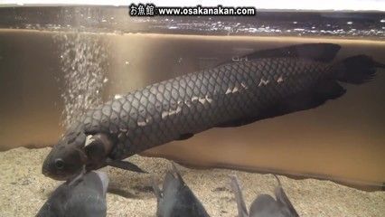 如何評判一條非洲龍魚的優劣性：如何評判一條非洲龍魚的優劣性可以從以下幾個方面進行考慮