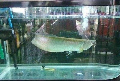 七彩銀龍魚養多久變色有七彩龍魚的品種嗎？（七彩銀龍魚變色時間通常取決于飼養條件和個體差異）
