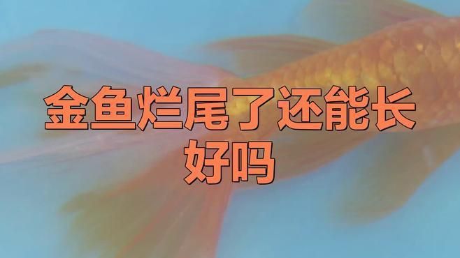 如何判斷金魚爛尾病是否痊愈？
