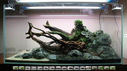 白缸養(yǎng)什么龍魚(yú)好養(yǎng)一點(diǎn)：白缸養(yǎng)龍魚(yú)是否適宜