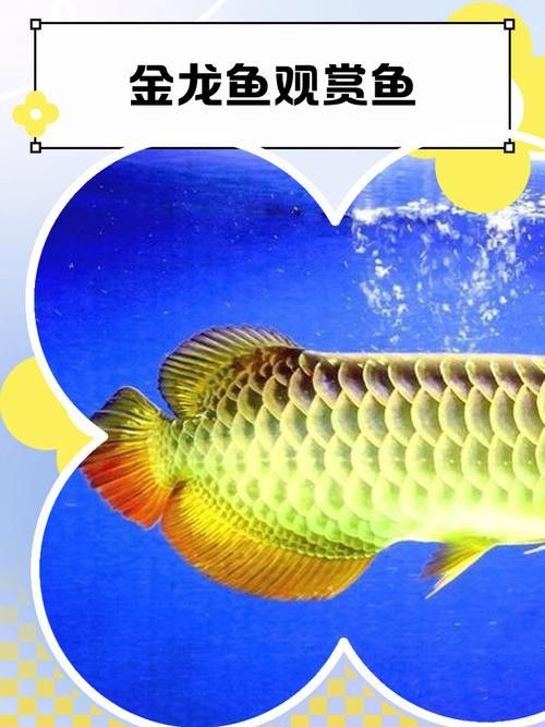 金龍魚的圖片呀