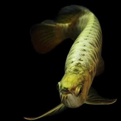 金龍魚的圖片呀