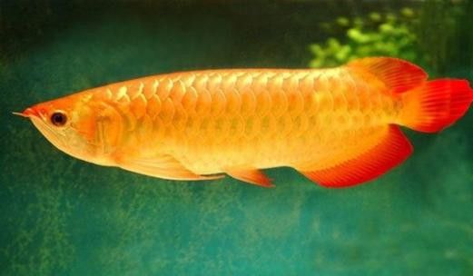 金龍魚的圖片呀