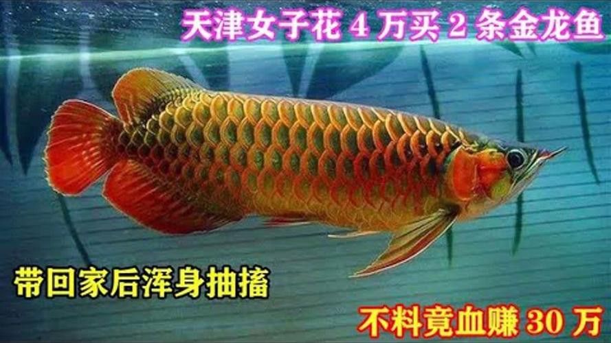 金龍魚的圖片呀