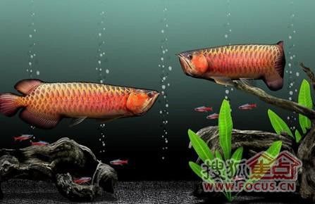 金龍魚的圖片呀