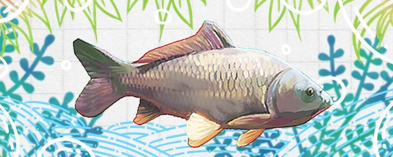 夜釣鯉魚釣多遠合適釣多深合適