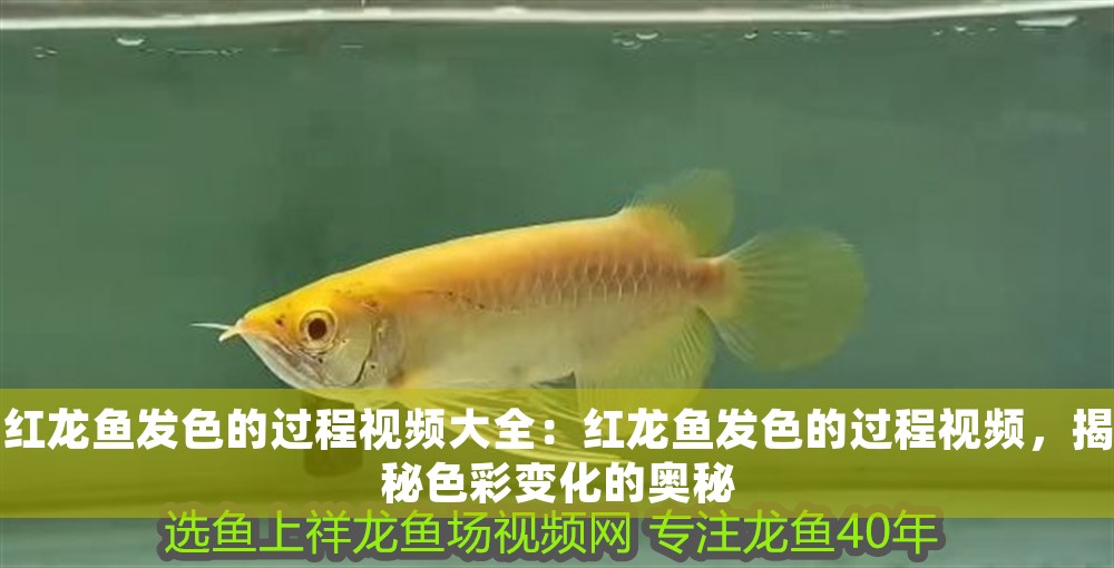 紅龍魚發(fā)色的過程視頻大全：紅龍魚發(fā)色的過程視頻，揭秘色彩變化的奧秘