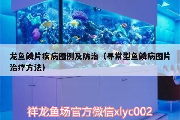 龍魚鱗片疾病圖解：關于龍魚鱗片疾病的圖解分析
