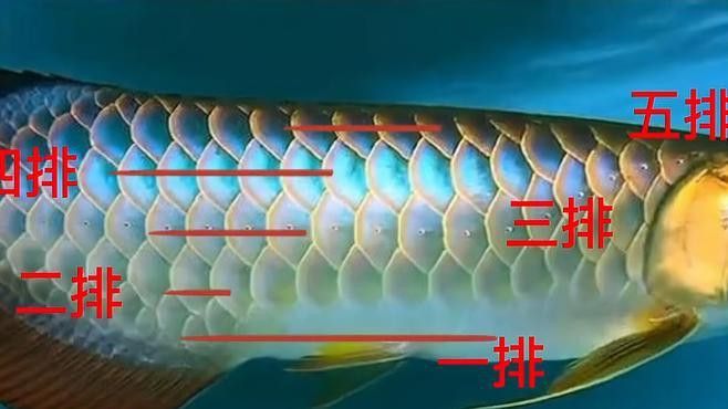 如何識別金龍魚的好壞