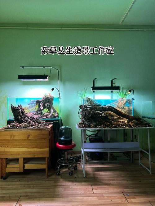 仟湖和森森哪個更適合混養場景？