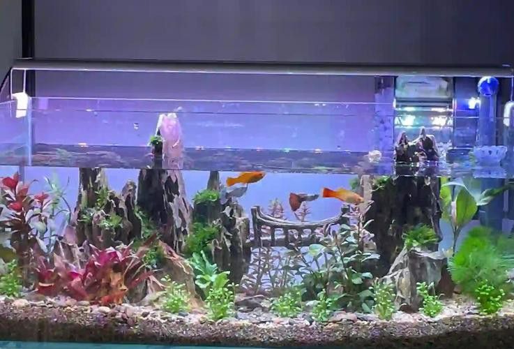 仟湖和森森哪個更適合混養場景？