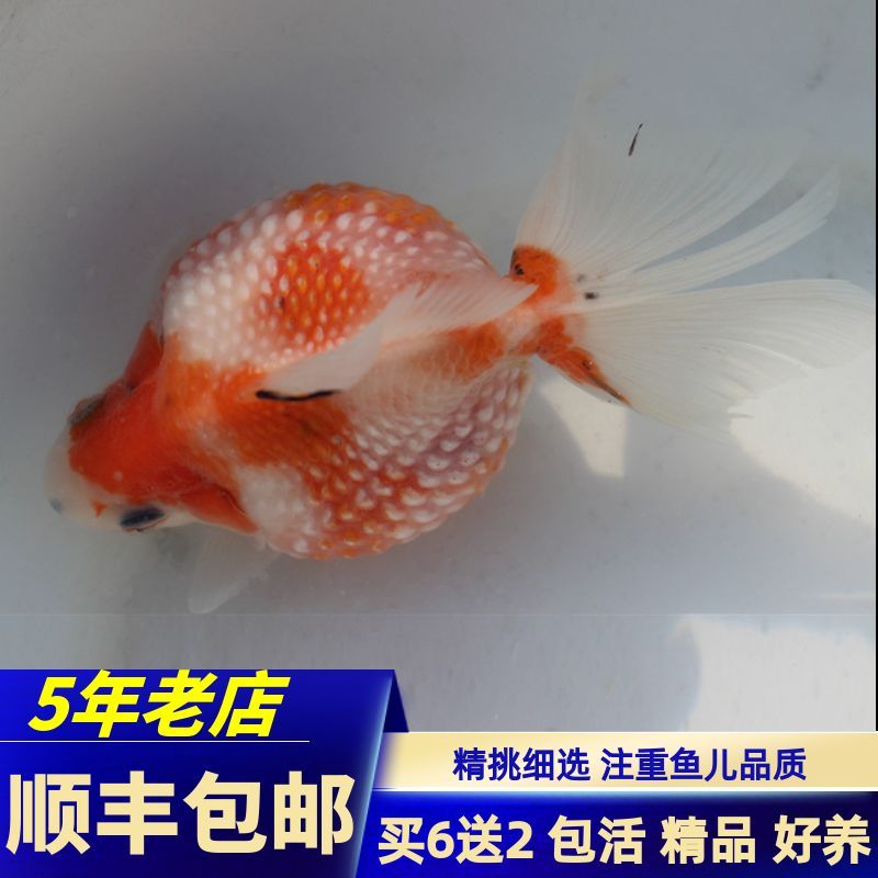 祥龍魚場觀賞魚有哪些品種的魚圖片（祥龍魚場的觀賞魚品種圖片）