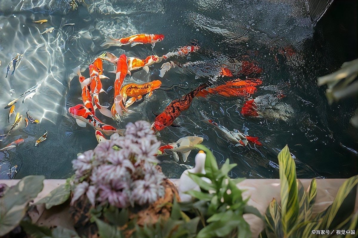 龍魚鰭恢復期間可以加鹽嗎？