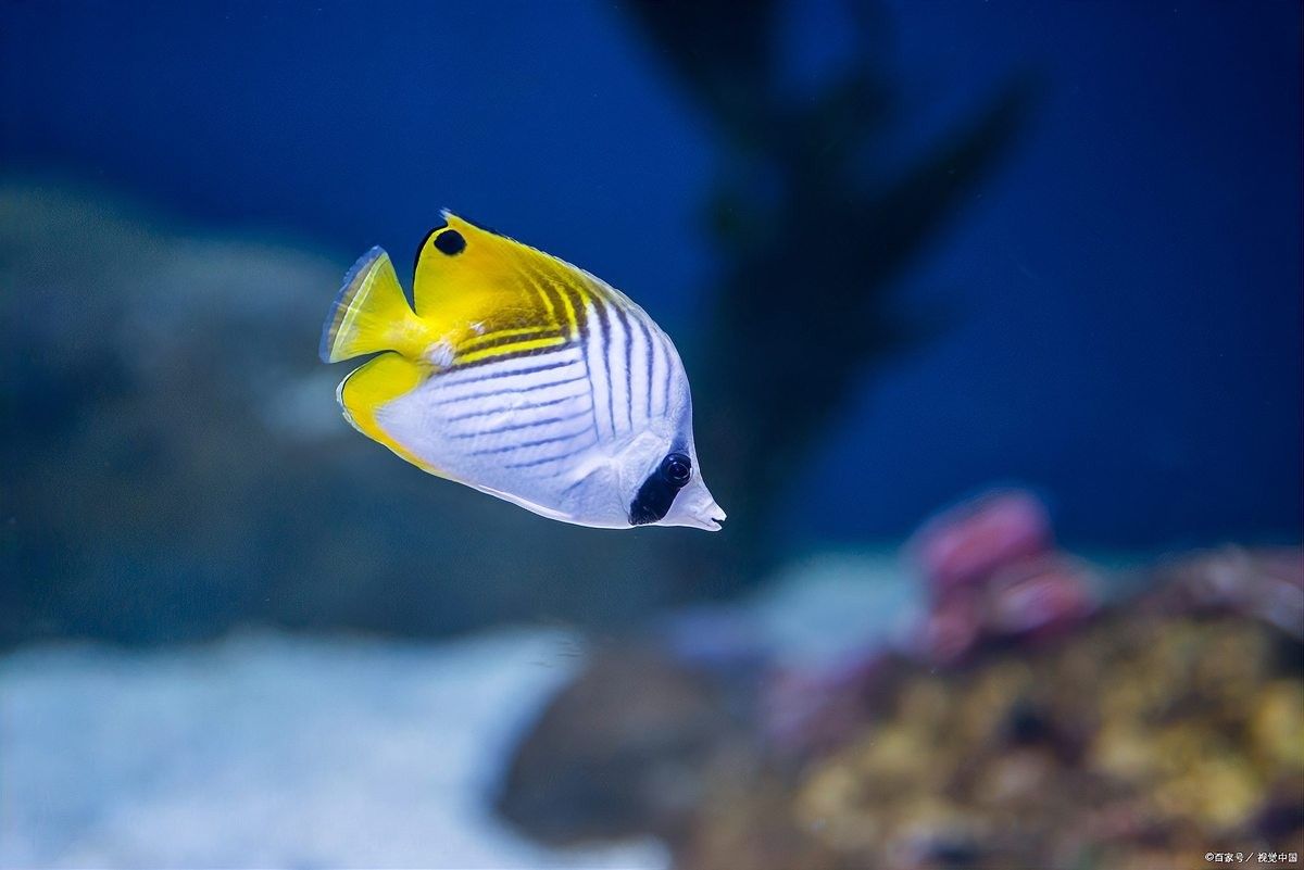 龍魚鰭恢復期間可以加鹽嗎？