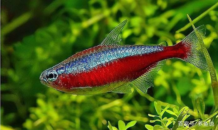 龍魚鰭恢復期間可以加鹽嗎？