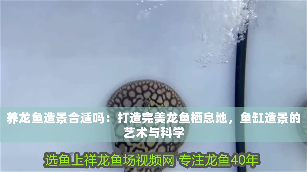 養龍魚造景合適嗎：打造完美龍魚棲息地，魚缸造景的藝術與科學