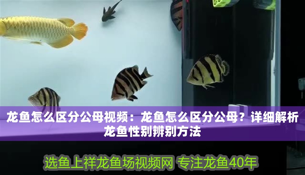 龍魚怎么區分公母視頻：龍魚怎么區分公母？詳細解析龍魚性別辨別方法 龍魚怎么區分公母視頻：龍魚怎么區分公母？詳細解析龍魚性別辨別方法 龍魚百科 第1張