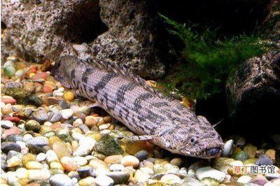 龍魚怎么區分公母視頻：龍魚怎么區分公母？詳細解析龍魚性別辨別方法 龍魚怎么區分公母視頻：龍魚怎么區分公母？詳細解析龍魚性別辨別方法 龍魚百科 第2張