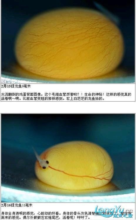 過背金龍成長過程圖片