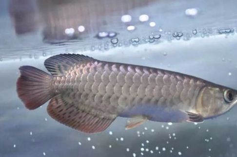 過背金龍成長過程圖片