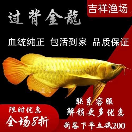 過背金龍成長過程圖片