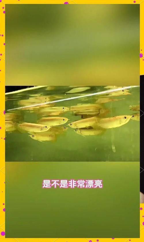 過背金龍成長過程圖片