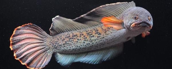 雷龍魚(yú)魚(yú)食那品牌好：雷龍魚(yú)食品牌推薦 雷龍魚(yú)魚(yú)食那品牌好：雷龍魚(yú)食品牌推薦 龍魚(yú)百科 第1張