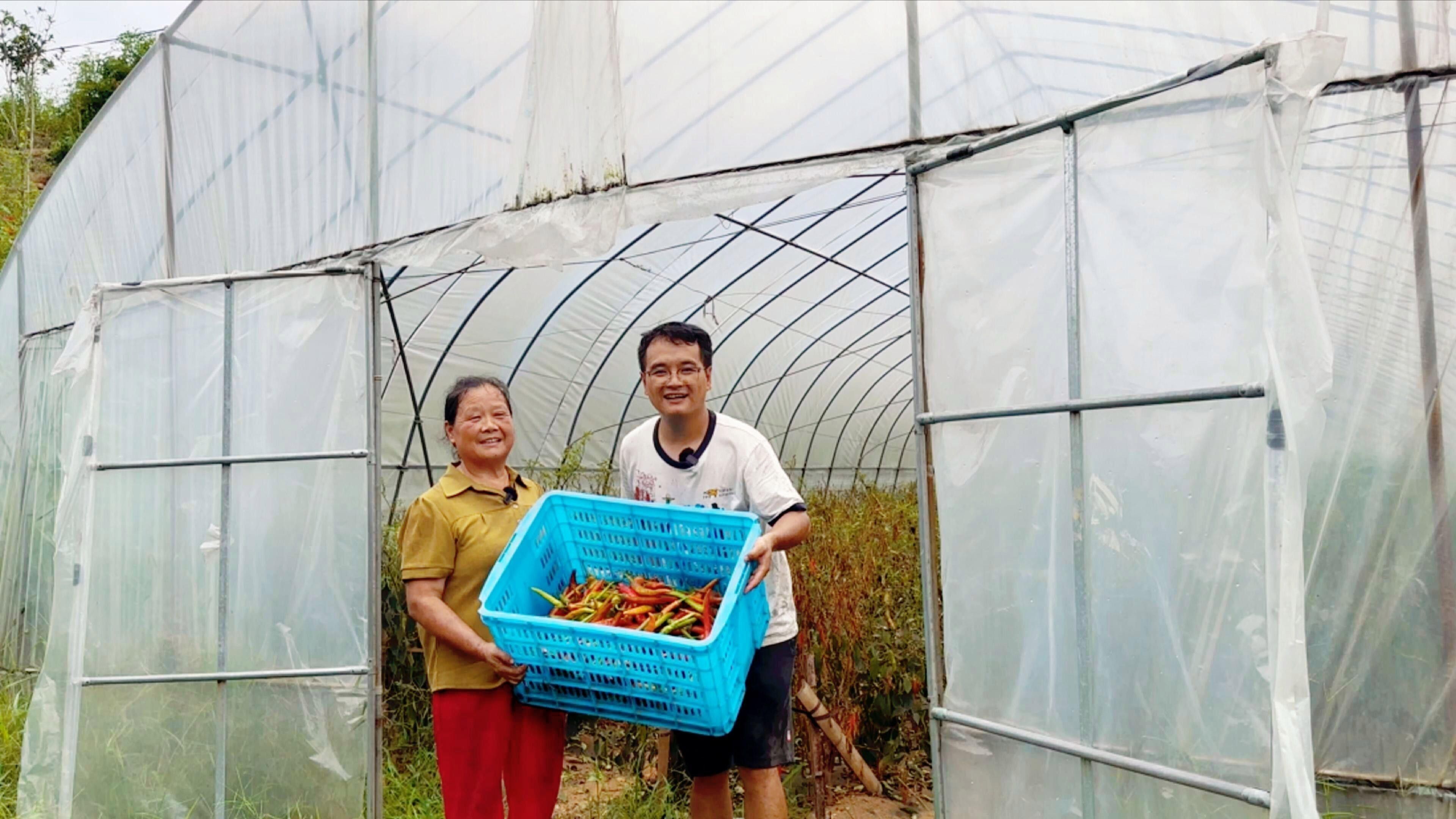 紅龍23辣椒的反季節栽培技術