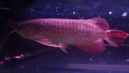 粗線魚咬龍魚怎么回事粗線魚咬龍魚怎么回事：粗線魚和龍魚在同一個魚缸中混養會導致咬傷現象