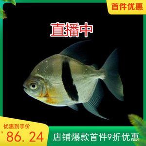 粗線魚咬龍魚怎么回事粗線魚咬龍魚怎么回事：粗線魚和龍魚在同一個魚缸中混養會導致咬傷現象