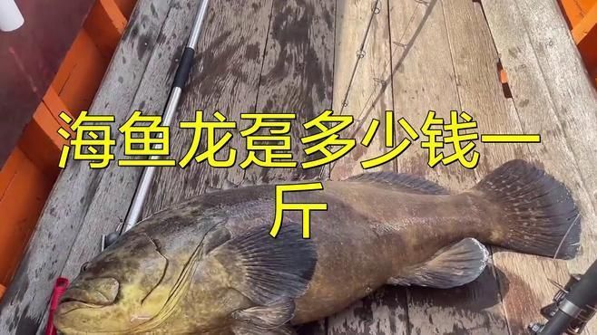 龍躉魚價格多少錢一斤