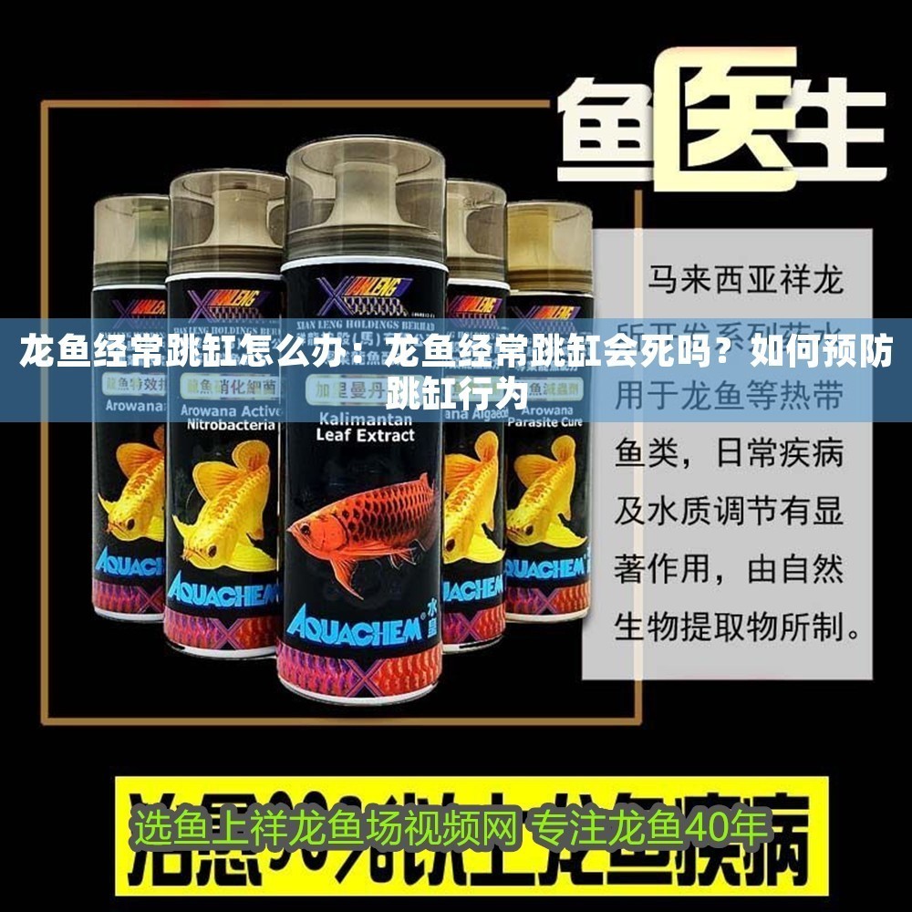 龍魚經常跳缸怎么辦：龍魚經常跳缸會死嗎？如何預防跳缸行為