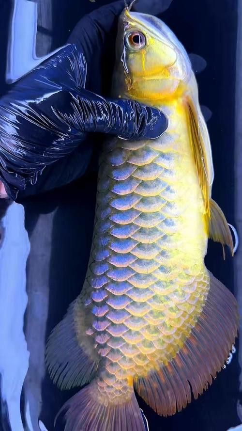 藍(lán)底金龍魚增色飼料推薦