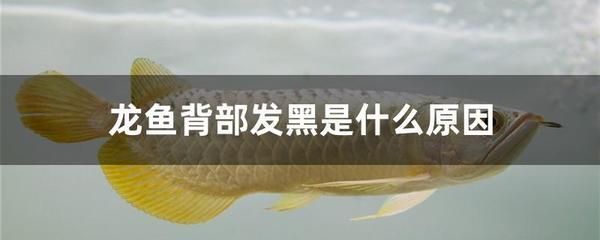 水龍魚是什么魚：水龍魚是一種大型淡水魚的歷史和顏色都有特定的寓意