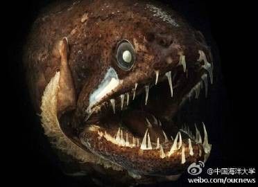 龍魚在深海中如何捕獵？