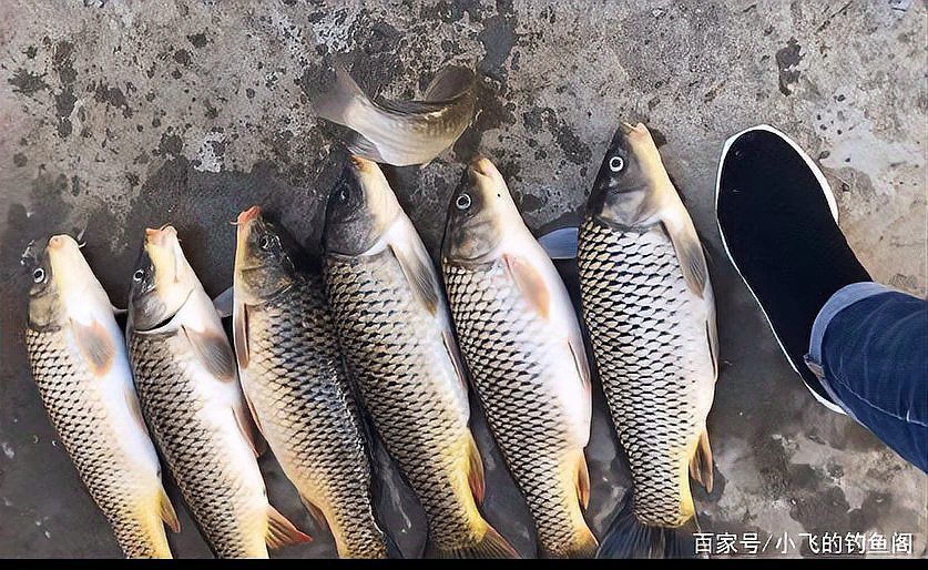 金龍最經典的餌料配方