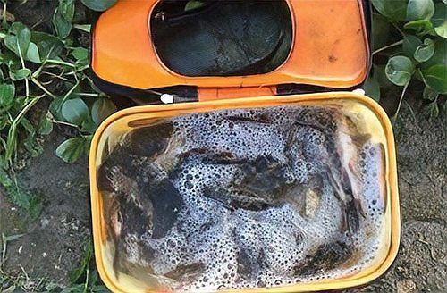 金龍最經典的餌料配方